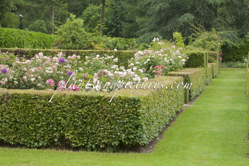 Arboretum Wespelaar