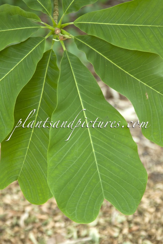 Magnolia officinalis var. biloba