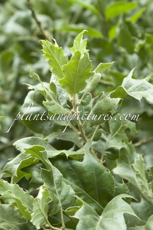 Quercus ithaburensis