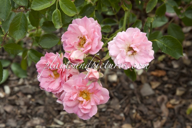 Rosa ‘Reine Amalia’