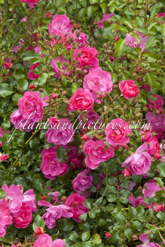 Rosa ‘Kordatura’ (NEON)