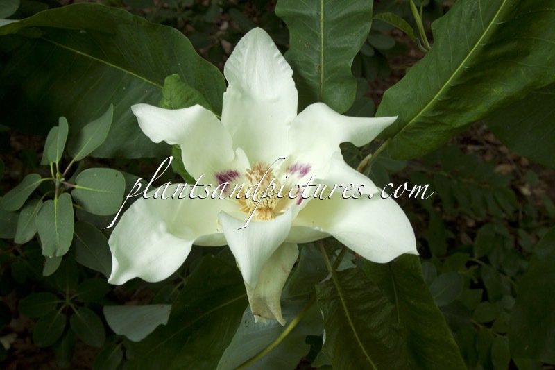 Magnolia macrophylla