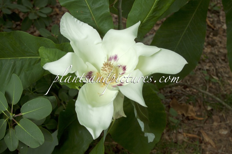 Magnolia macrophylla