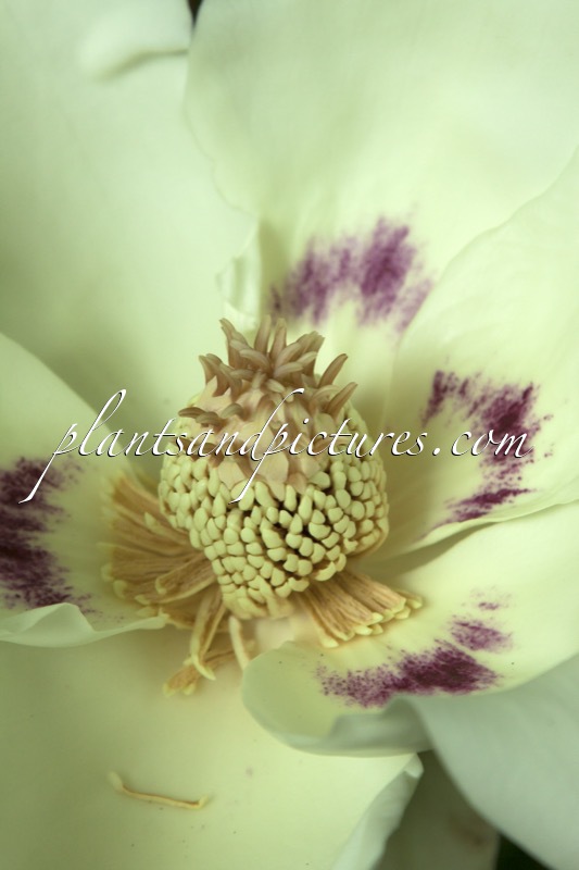 Magnolia macrophylla
