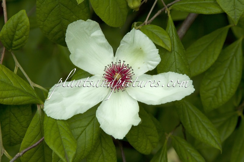 Stewartia malacodendron