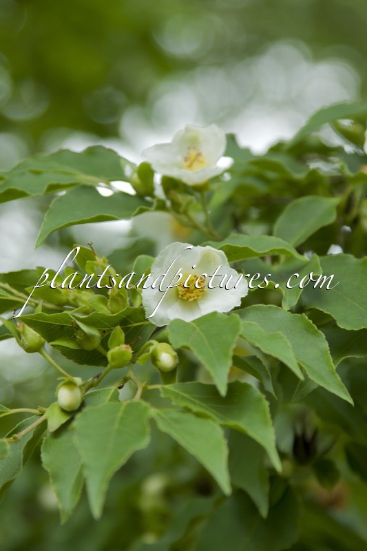 Stewartia monadelpha