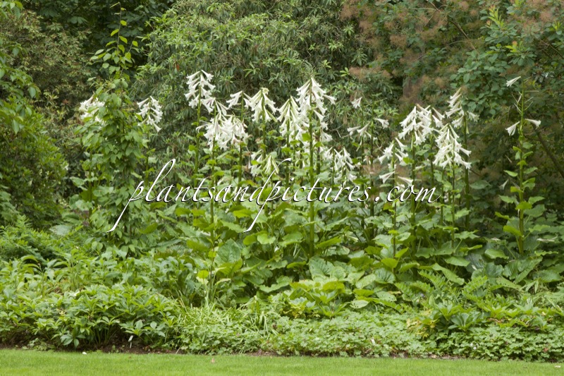 Cardiocrinum giganteum