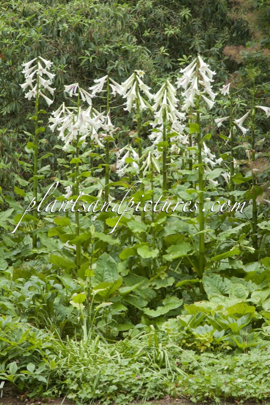 Cardiocrinum giganteum