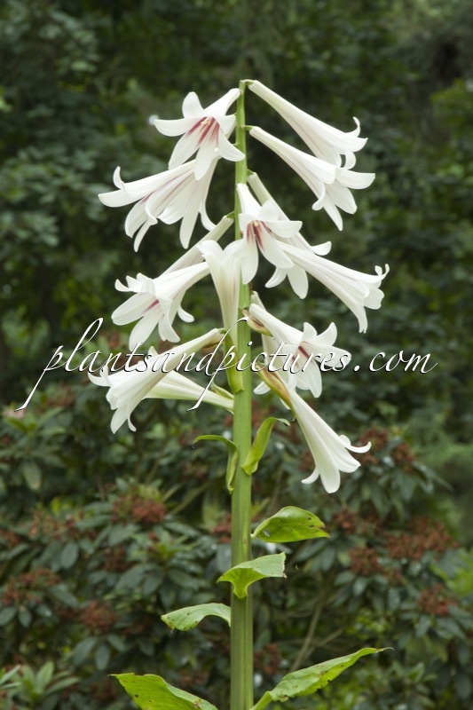 Cardiocrinum giganteum