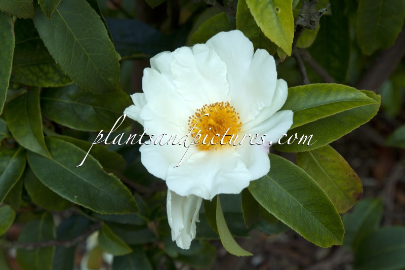 Pyrenaria spectabilis