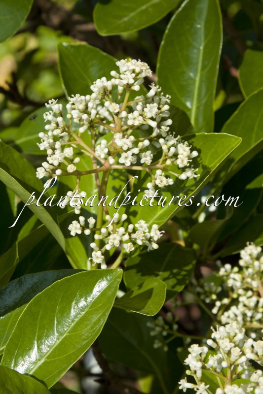 Viburnum awabuki