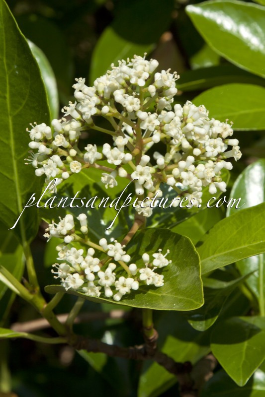 Viburnum awabuki