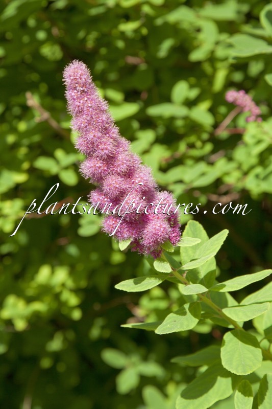 Spiraea douglasii
