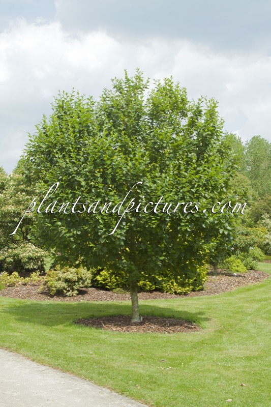 Betula medwediewii ‘Gold Bark’