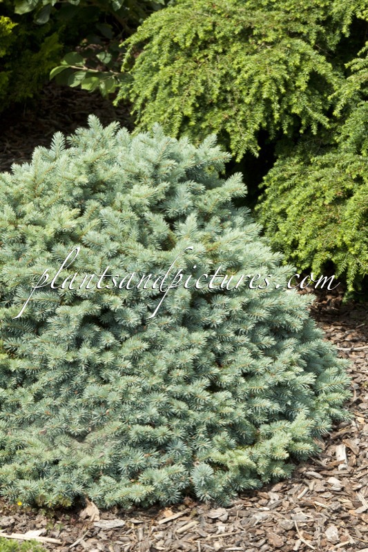 Picea pungens ‘Blaukissen’
