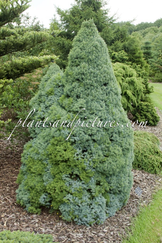 Picea glauca ‘Arneson’s Blue Variegated’