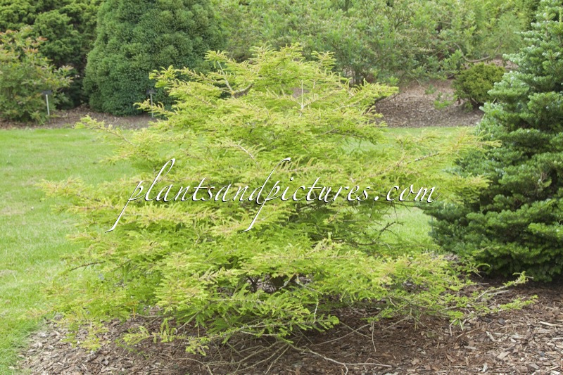 Taxodium distichum ‘Secrest’