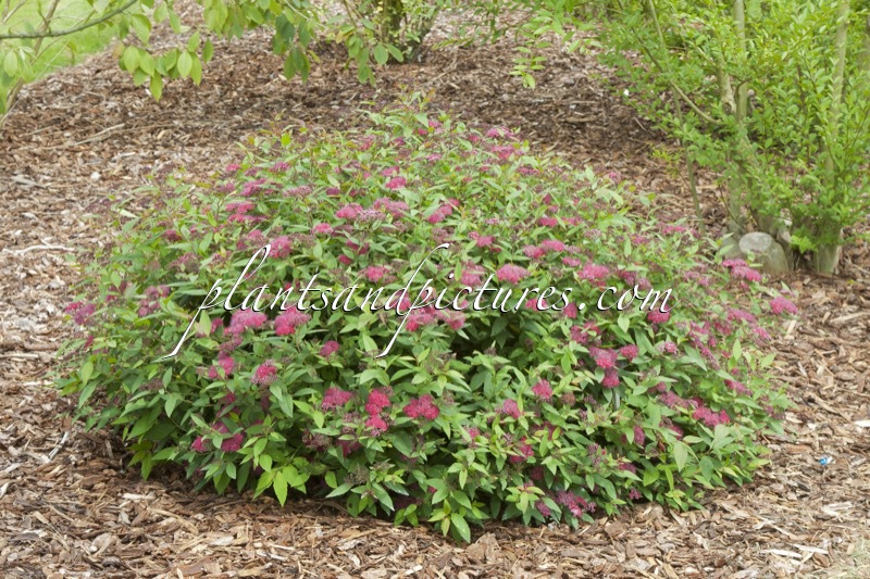 Spiraea fastigiata
