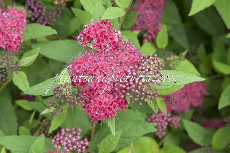 Spiraea fastigiata