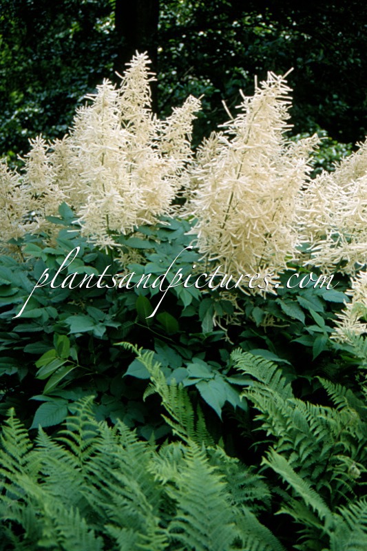 Aruncus dioicus
