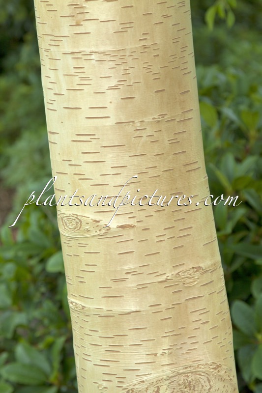 Betula utilis ‘Grayswood Ghost’