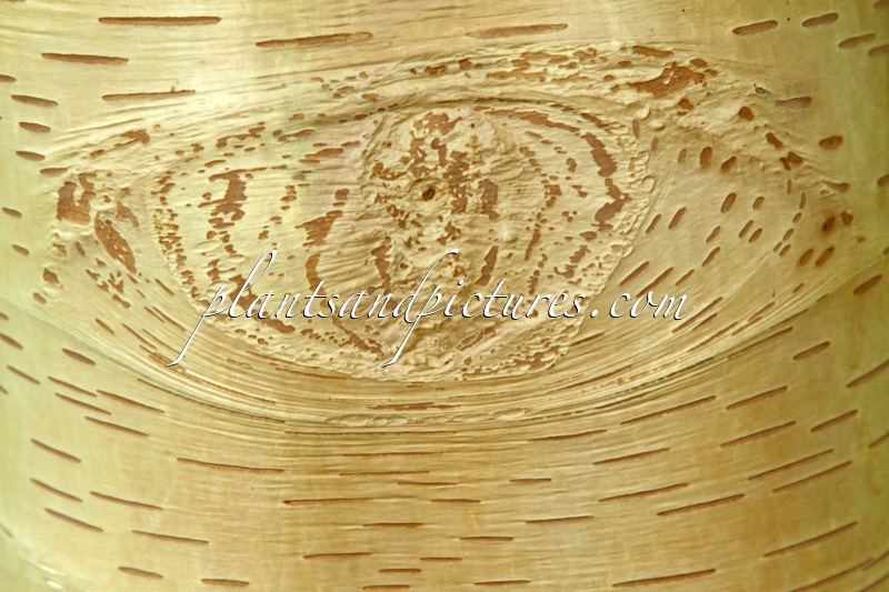 Betula utilis ‘Grayswood Ghost’