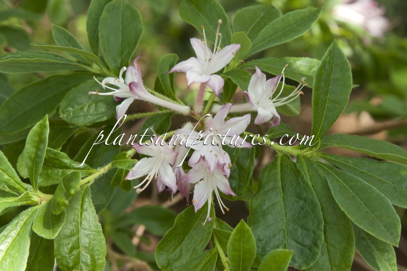 Rhododendron oblongifolium