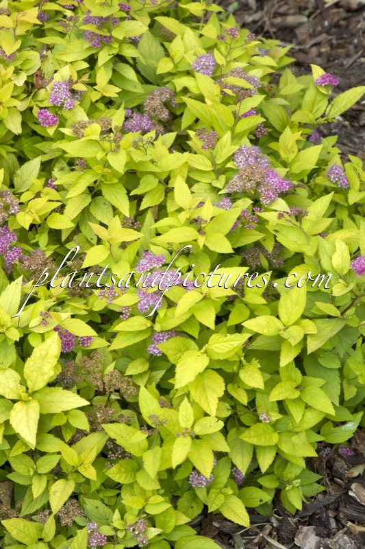 Spiraea japonica ‘Candlelight’