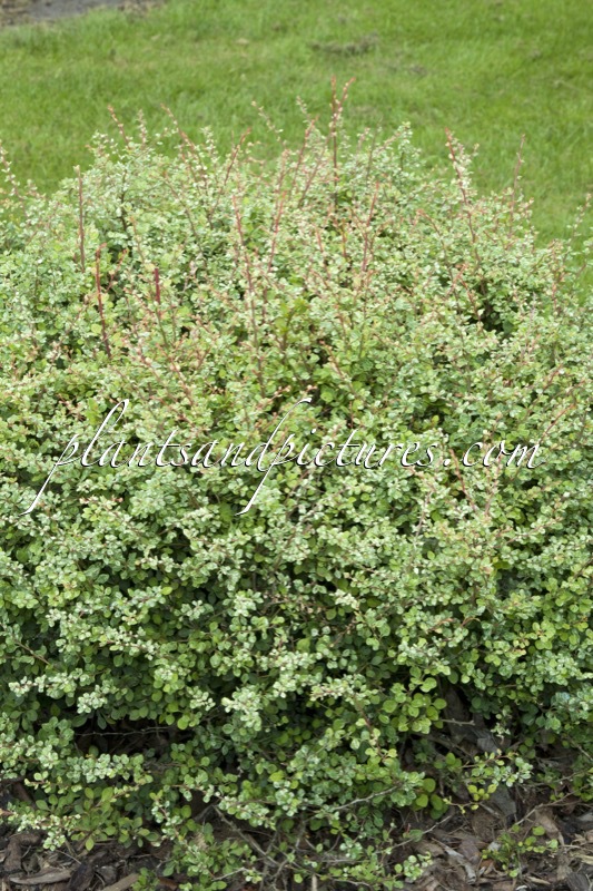 Berberis thunbergii ‘Silver Beauty’