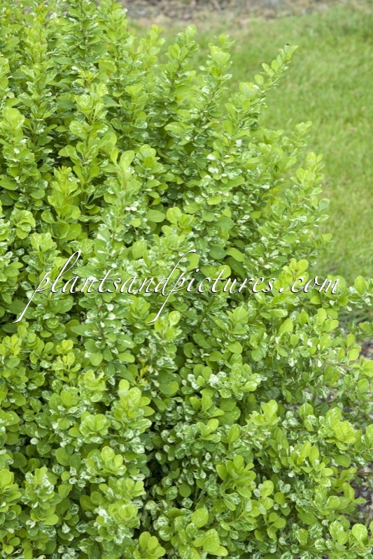 Berberis thunbergii ‘Powwow’