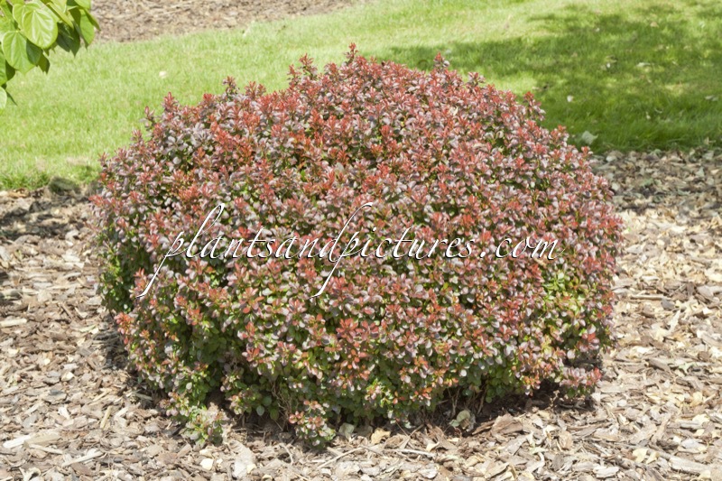 Berberis thunbergii ‘Bagatelle’