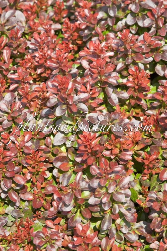 Berberis thunbergii ‘Bagatelle’