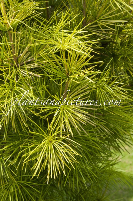 Sciadopitys verticillata ‘Golden Rush’
