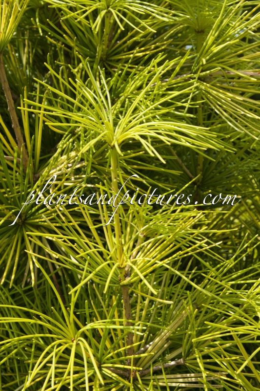 Sciadopitys verticillata ‘Golden Rush’