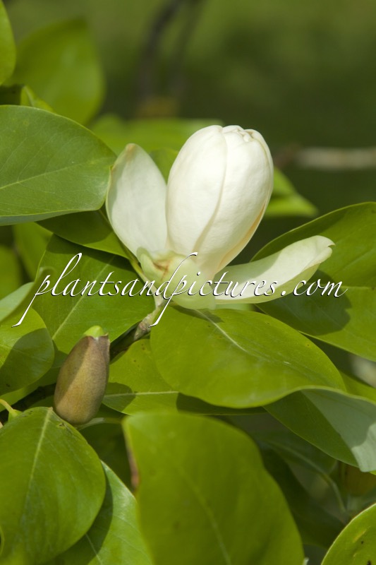 Magnolia virginiana