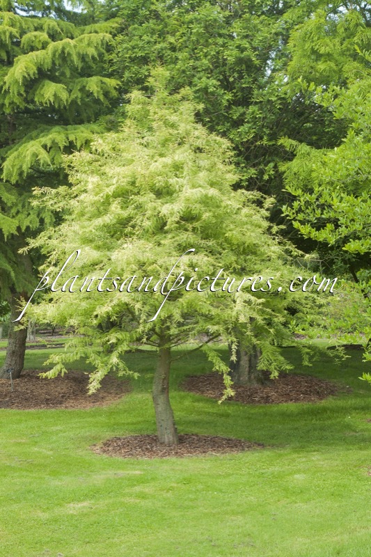 Taxodium disticum ‘Pevé Yellow’