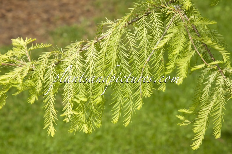 Taxodium disticum ‘Pevé Yellow’