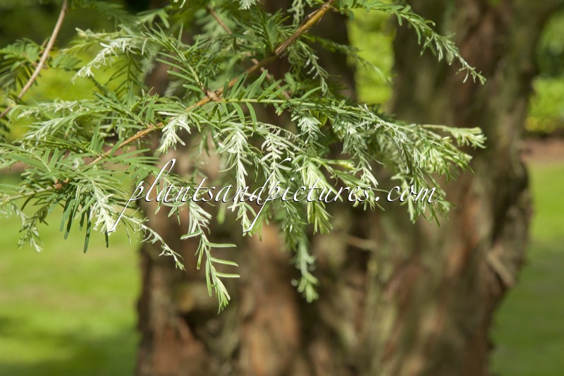 Metasequoia glyptostroboides ‘White Spot’