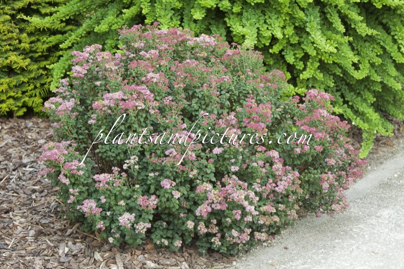Spiraea japonica ‘Bullata’