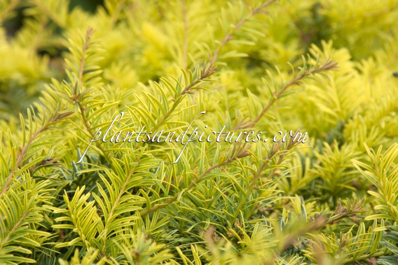 Taxus baccata ‘Corleys Coppertip’