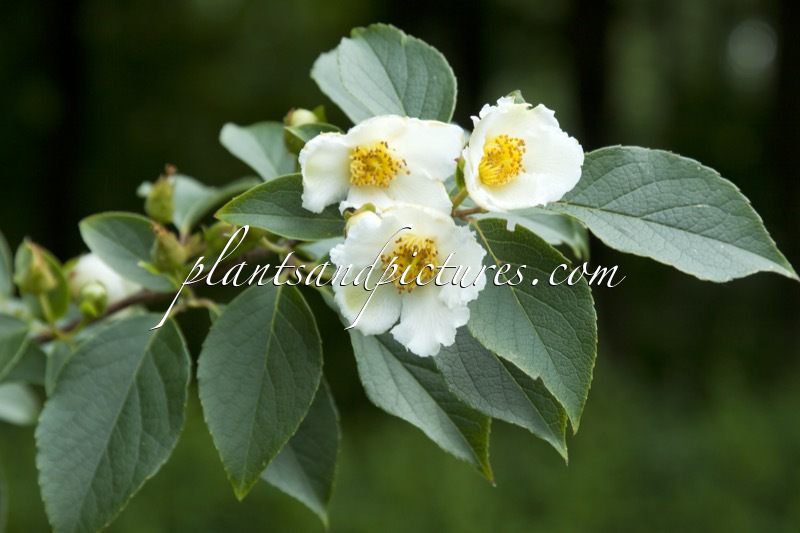 Stewartia ‘Purple Lance’