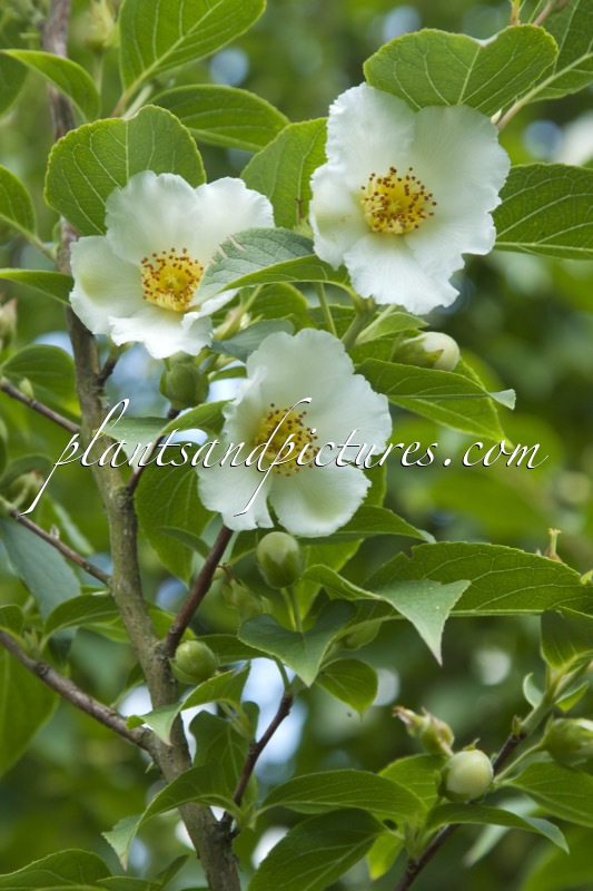 Stewartia ‘Purple Lance’