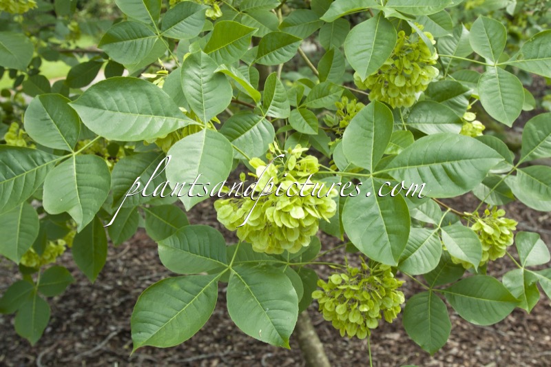 Ptelea trifoliata subsp. polyadenia