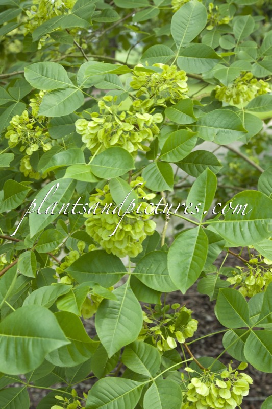 Ptelea trifoliata subsp. polyadenia