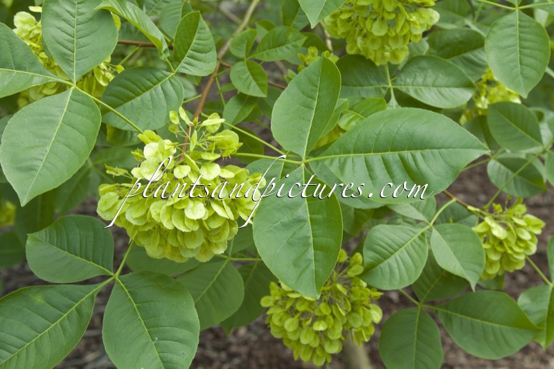 Ptelea trifoliata subsp. polyadenia