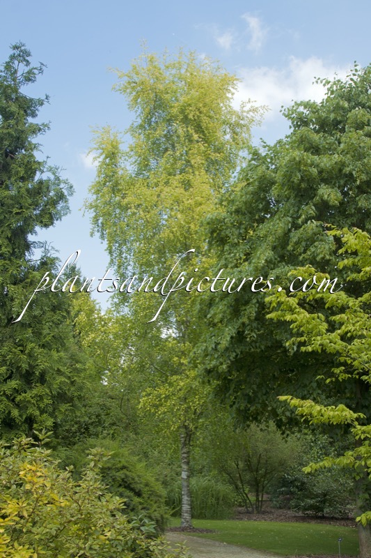 Betula pendula ‘Schneverdinger Goldbirke’