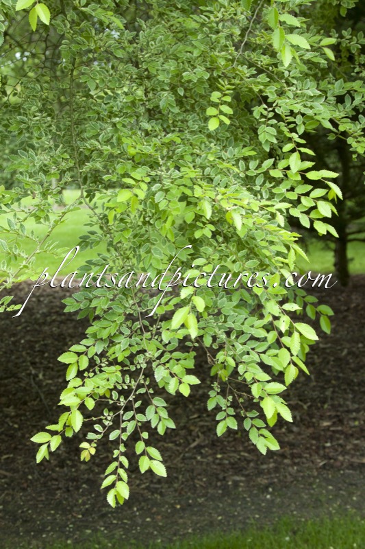Ulmus parvifolia ‘Frosty’