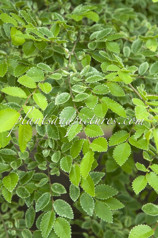 Ulmus parvifolia ‘Frosty’