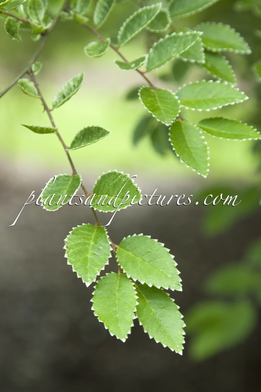 Ulmus parvifolia ‘Frosty’