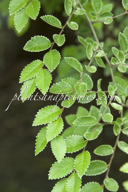 Ulmus parvifolia ‘Frosty’